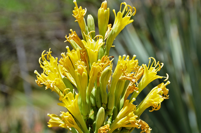 Schott's Century Plant has a thin rounded flowering stalk between 4 to 8 feet tall with beautiful yellow flowers. Agave schottii